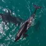 killer whales spotted off Abu Dhabi coast - techtraveldubai.com